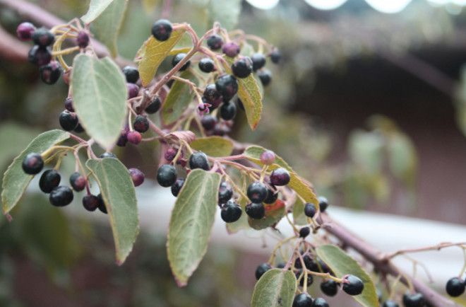 Удивительные суперпродукты будущего которые можно попробовать прямо сейчас