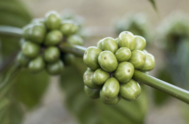 Удивительные суперпродукты будущего которые можно попробовать прямо сейчас