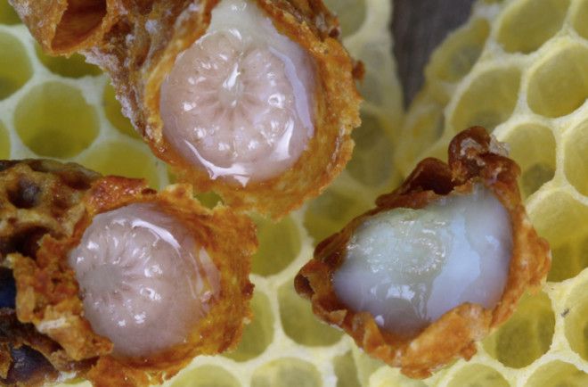 Удивительные суперпродукты будущего которые можно попробовать прямо сейчас