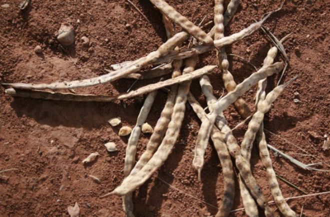 Удивительные суперпродукты будущего которые можно попробовать прямо сейчас