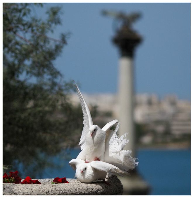 Загадка века Как почтовые голуби находят дорогу