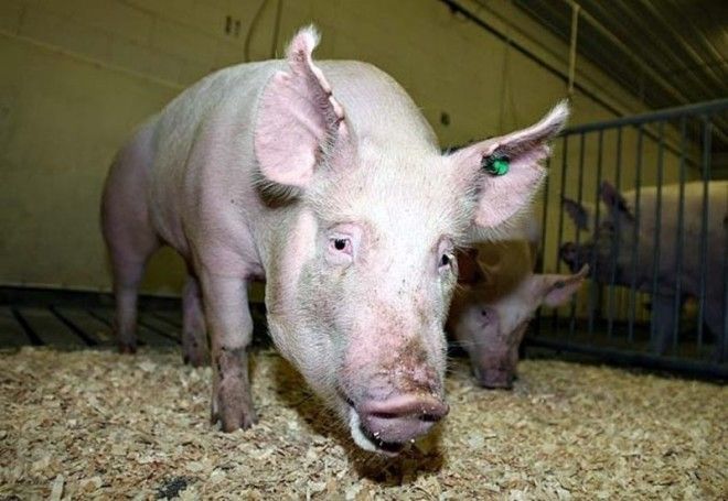 15 шокирующих результатов научных экспериментов 