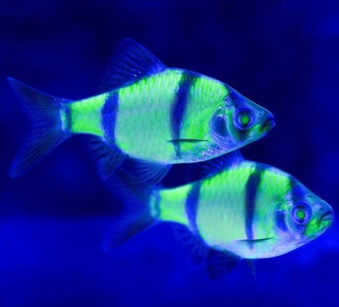 15 шокирующих результатов научных экспериментов 