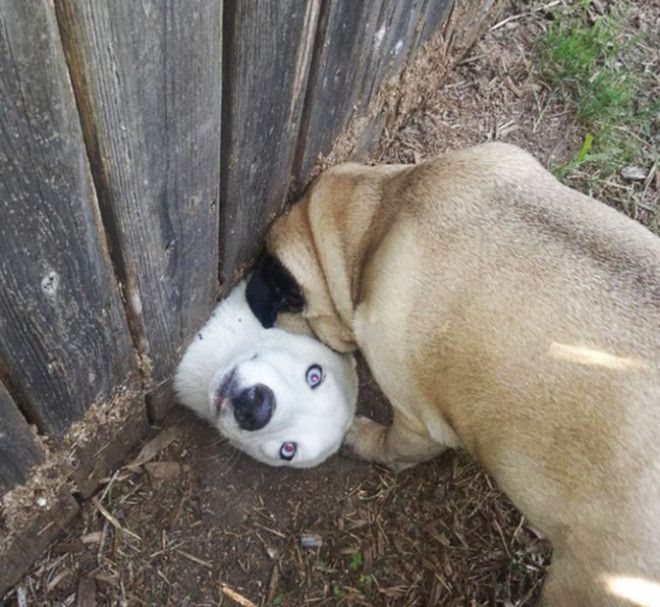 funny-dogs-sticking-heads-through-fences-13-57a2fef3c7c6f__700
