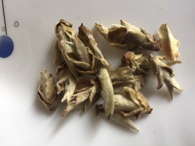 Пушистые почки белого чая