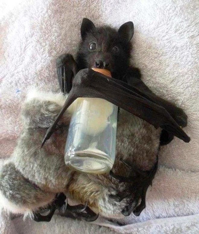 24 очаровательных фото летучих мышей которые вылечат вас от хироптофобии