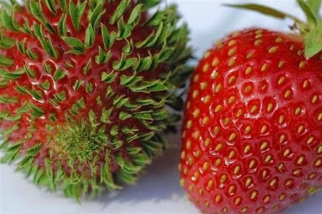 13 фото фруктовых мутаций от которых у вас волосы встанут дыбом
