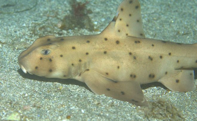 Рогатая акула Если вы когданибудь задумывались над возможностью завести акулу в качестве домашнего питомца вот он шанс Рогатая акула проводит жизнь у самого дна океана лениво и неторопливо подъедая моллюсков В течение всего дня акула спит выходя на охоту только глубокой ночью Никогда не отплывает дальше 12 километров от дома идеальный питомец