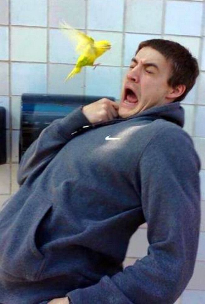 Великий и ужасный попугай