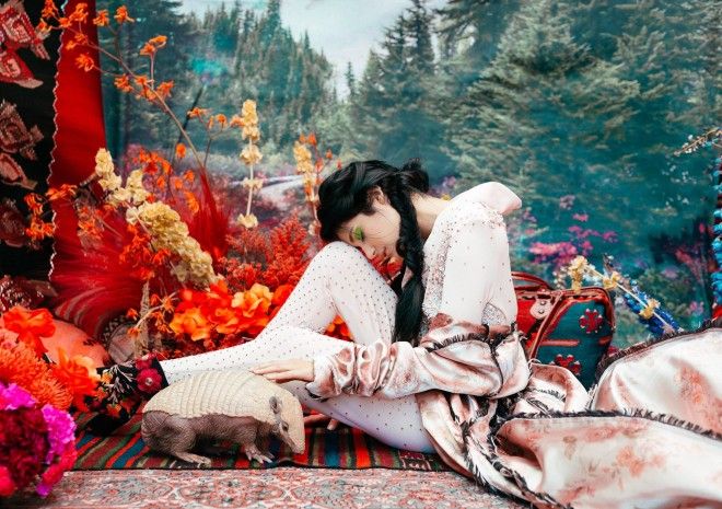 Картинки по запросу Животное