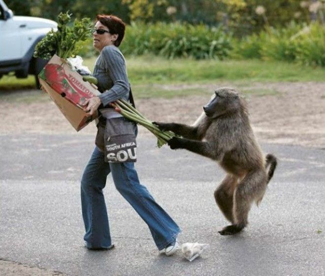 Целеустремленный павиан