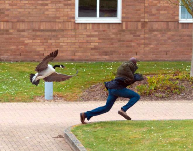 Атакующий гусь