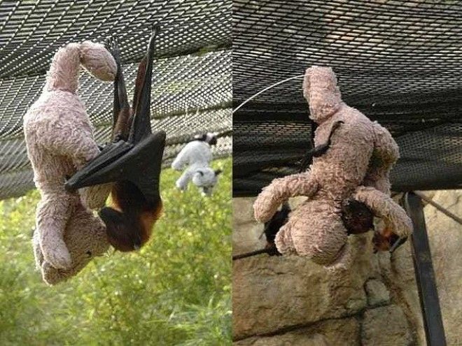 24 очаровательных фото летучих мышей которые вылечат вас от хироптофобии