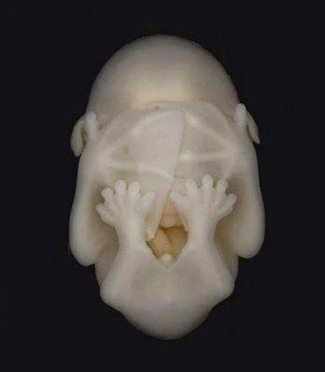 24 очаровательных фото летучих мышей которые вылечат вас от хироптофобии