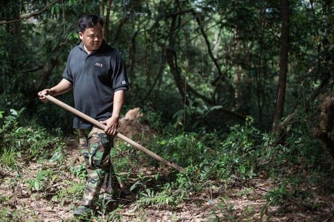 Охота на тарантулов в Камбодже
