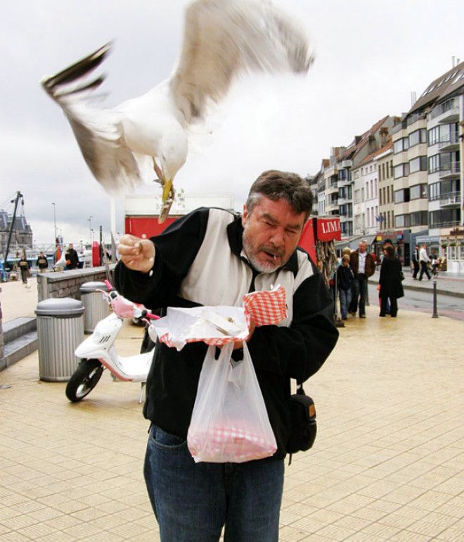 Наглая чайка