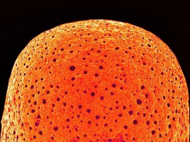 Угадайте что это за предмет в увеличенном виде