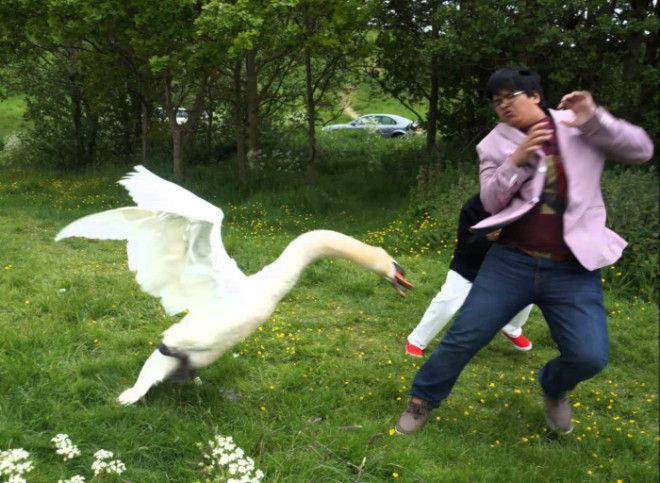 Лебедь не в духе