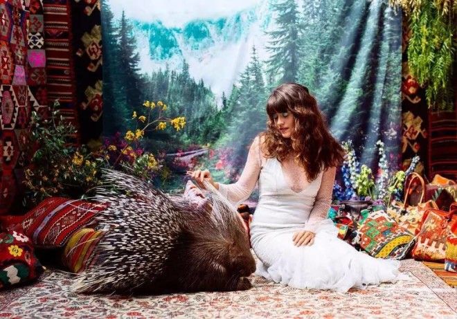 Картинки по запросу Животное