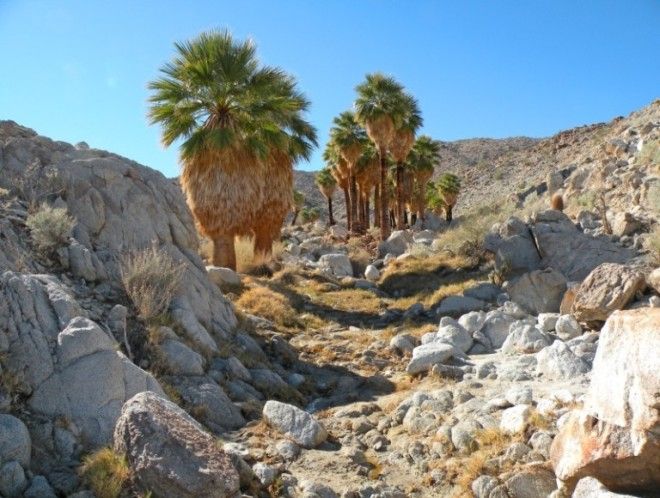 Цветущая пустыня прекрасная жизнь среди мёртвых песков