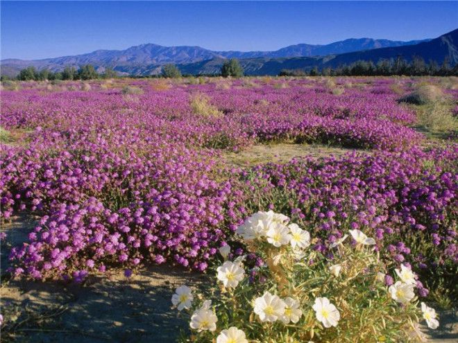 Цветущая пустыня прекрасная жизнь среди мёртвых песков