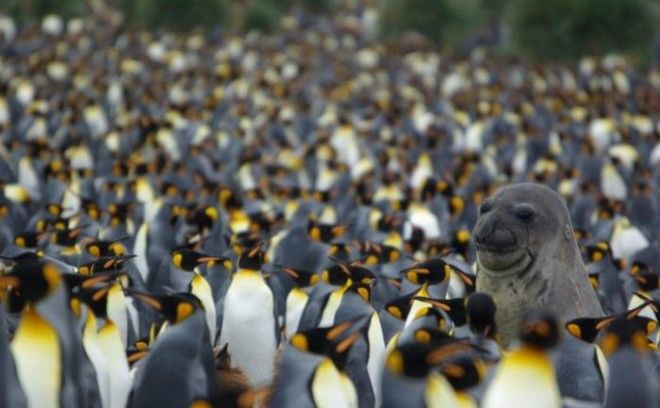 Ктото лишний