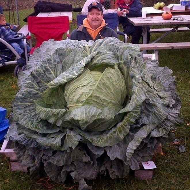 Странная забава Взвешивание гигантской капусты