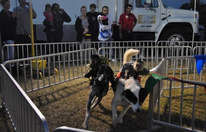 Странная забава Банановое дерби