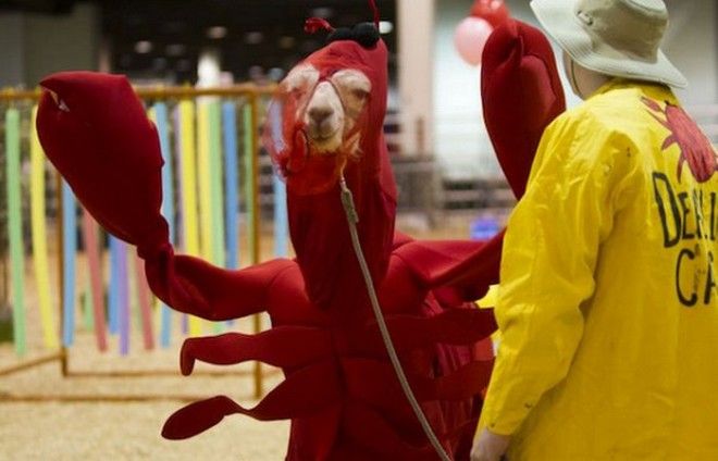 Странная забава Конкурс лам в костюмах