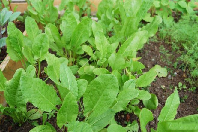 Рейтинг деликатесов советского ребенка