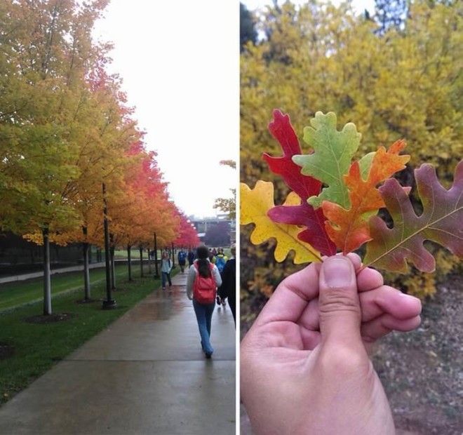 11 снимков на которых удалось запечатлеть всю палитру осени