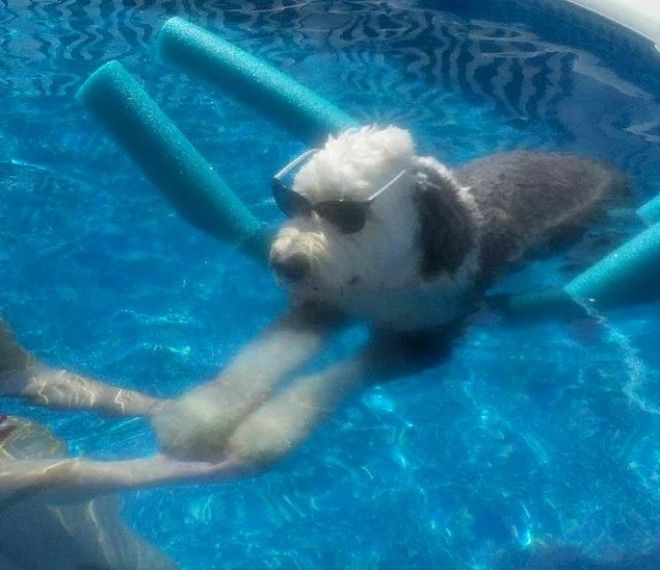 20 избалованных собак которые живут лучше чем все мы