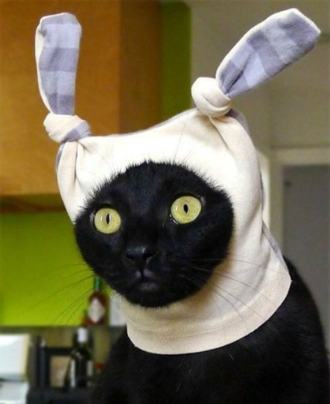 Кроличья шапка