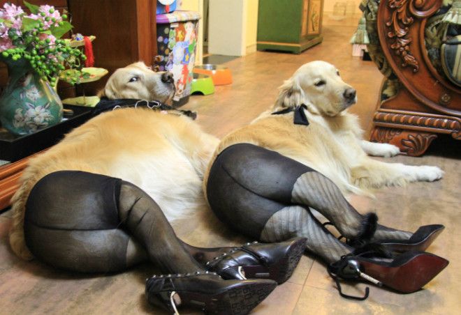 Забавная парочка в колготках