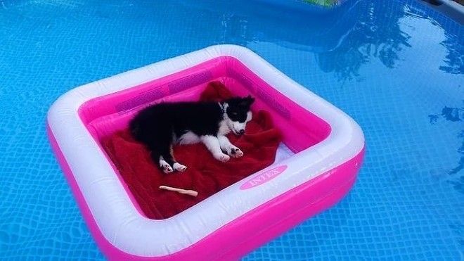 20 избалованных собак которые живут лучше чем все мы