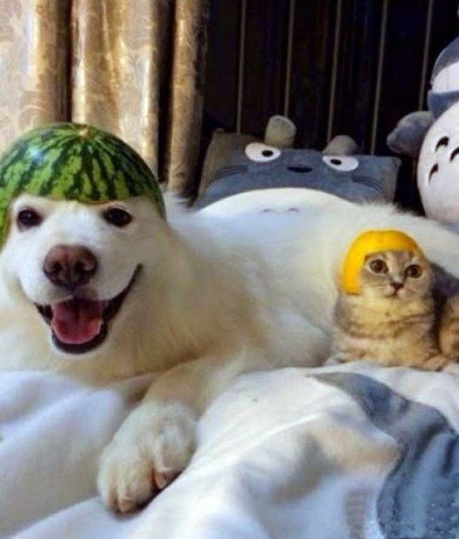 Фруктовые шлемы