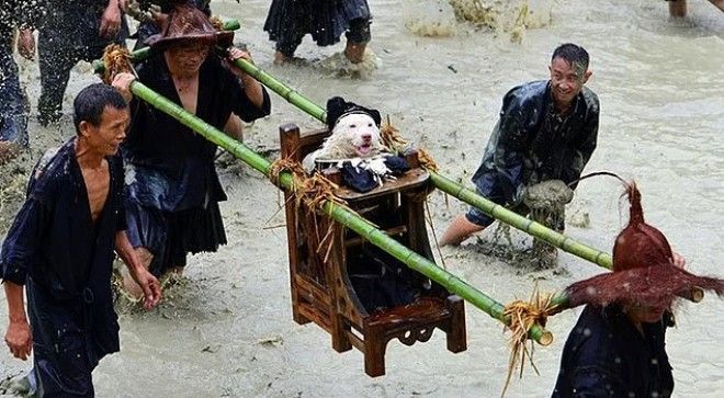 20 избалованных собак которые живут лучше чем все мы