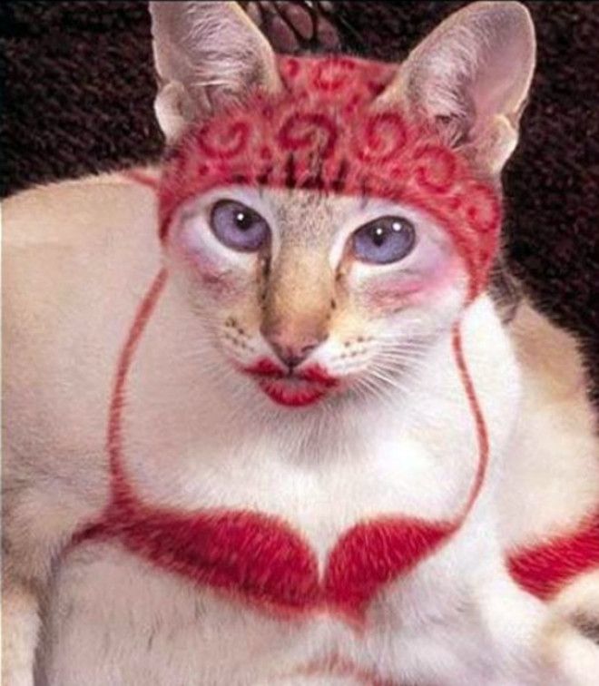 Гламурная кошка