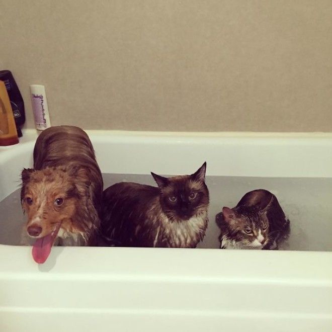 21 фото которые покажут как выглядит жизнь с большим количеством животных