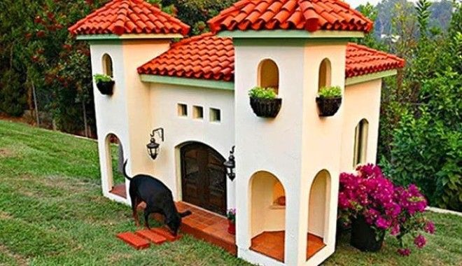 20 избалованных собак которые живут лучше чем все мы