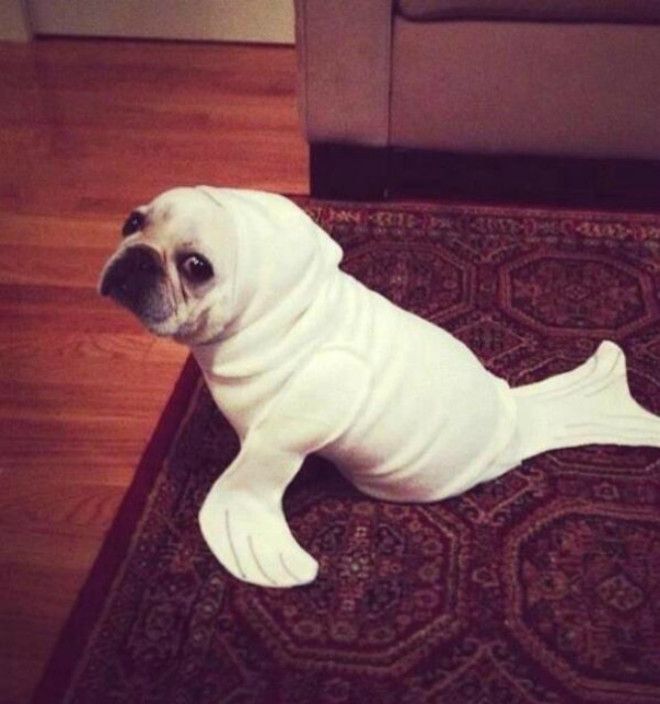 Костюм морского котика