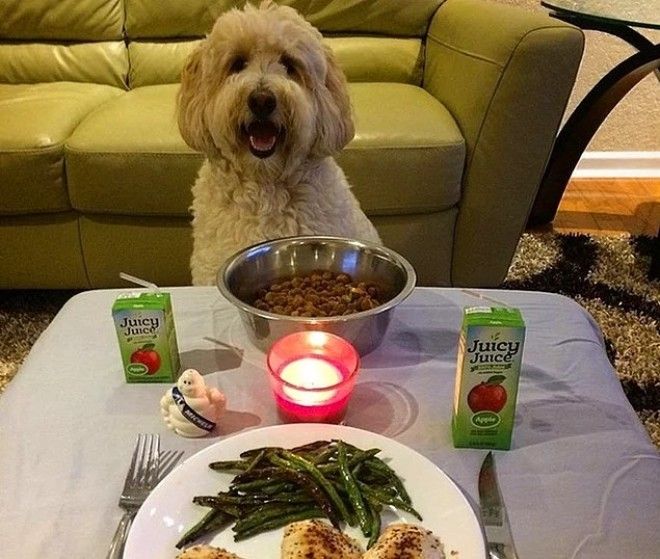 20 избалованных собак которые живут лучше чем все мы