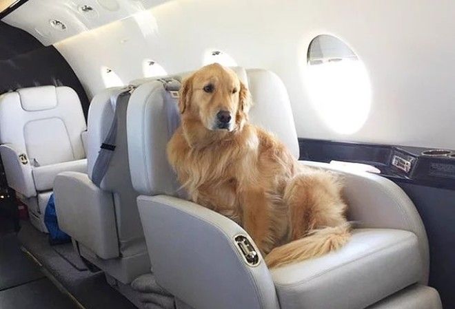 20 избалованных собак которые живут лучше чем все мы