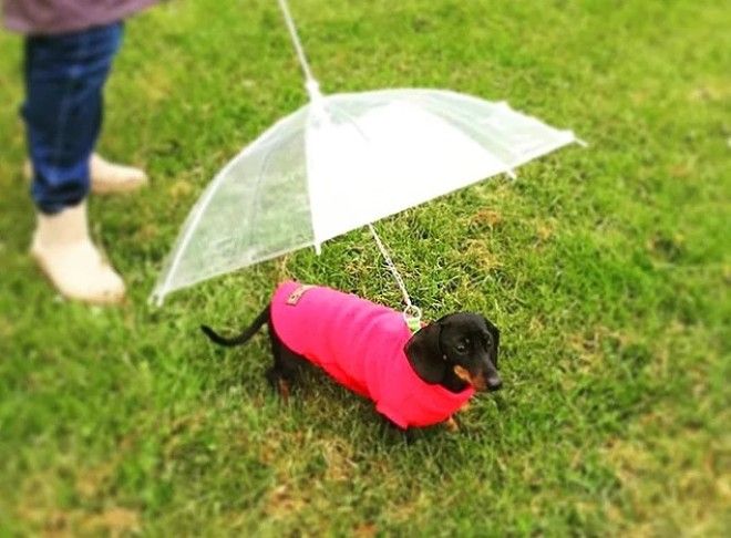 20 избалованных собак которые живут лучше чем все мы