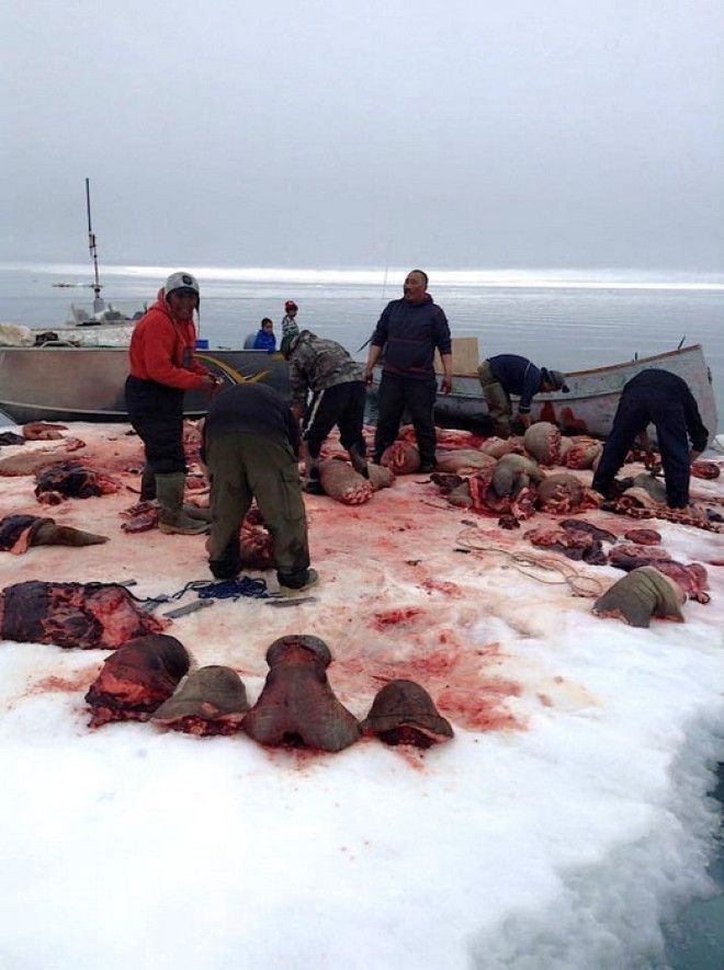 Заготовка мяса Фото Twitter