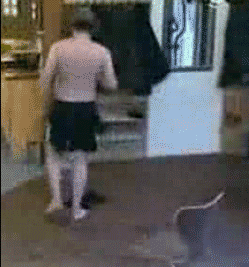 жесткие розыгрыши розыгрыши гиф