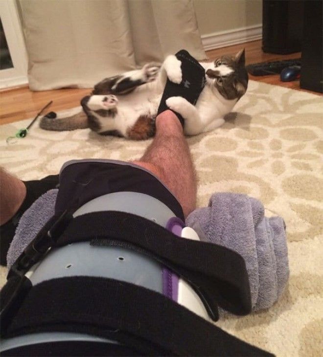 25 уморительных животных которые ведут себя как настоящие мерзавцы