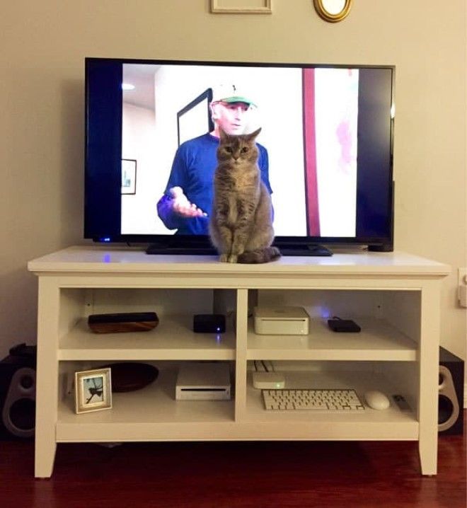 25 уморительных животных которые ведут себя как настоящие мерзавцы