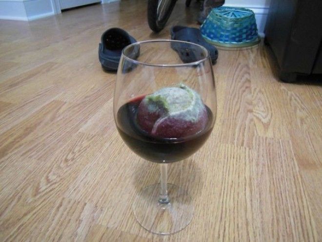 25 уморительных животных которые ведут себя как настоящие мерзавцы