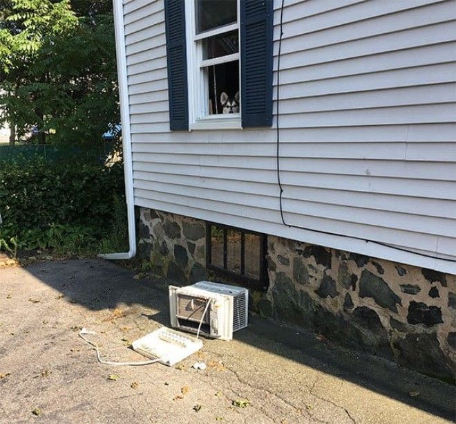 25 уморительных животных которые ведут себя как настоящие мерзавцы